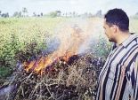 الفلاحون يحرقون القطن قبل «الجنى» بسبب تلاعب التجار وصمت الحكومة