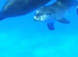 بالفيديو| ولادة أنثى الدولفين بأحد منتزهات 