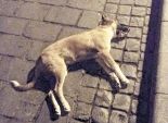 «مذبحة» لقتل كلاب شارع المعز بالسم والمحافظة: بناء على شكاوى الأهالى