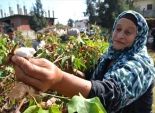 فرحة بين الفلاحين بعد قرار «السيسى» رفع أسعار المحاصيل الزراعية