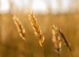  زراعة القمح تتوسع في الأقصر.. والمزارعون يطالبون بزيادة سعر توريده 