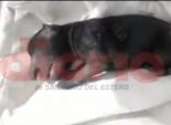 بالفيديو| ولادة جرو بخرطوم في أنفه بالأرجنتين