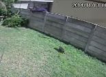 بالفيديو| كلب صغير يتسبب في هروب لص كان يتجول في حديقة منزل