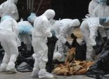إعدام 12 ألف ديك رومي مصاب بأنفلونزا الطيور بالمنيا