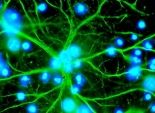 علماء يولدون خلايا عصبية لعلاج النخاع الشوكي عبر 