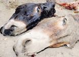 نشطاء «حقوق الحيوان» للمحافظ: معاك حكم قضائى بذبح الحمير؟