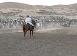 بالفيديو| سباق الخيول بالصعيد في 