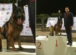 مسابقة «أجمل كلب»:«رونى» يفوز باللقب وأزمة عدم وجود حكام مصريين مستمرة