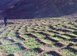 بالصور| ضبط مزرعة خشخاش لإنتاج الأفيون في جنوب سيناء