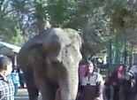 بالفيديو| إنقاذ فيل صغير من الموت بعد سقوطه في حفرة