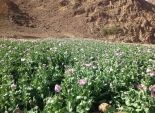 ضبط مزرعة لإنتاج نبات الخشخاش على مساحة 6 أفدنة بجنوب سيناء 