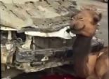 بالفيديو| سائق متهور يدهس 14 ناقة في السعودية