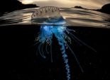 بالصور| مصور إنجليزي يخاطر بحياته لتصوير قنديل البحر الأزرق القاتل