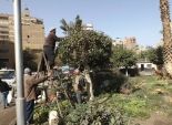 محافظ الجيزة: زراعة الجزيرة الوسطى في شارع فيصل