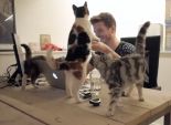 بالفيديو| عدد القطط يفوق الموظفين داخل إحدى شركات بريطانيا