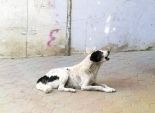 إعدام 16 كلبا ضالا وضبط 122 مخالفة مرافق في المنيا