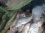 ضبط 120 كيلو من سمك الأرنب السام خلال حملة تموينية بالإسكندرية