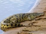 تمساح ضخم يهاجم السياح أثناء سباحة 