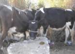 سكرتير محافظة سوهاج يوزع 150 رأس ماشية على الأرامل والمطلقات