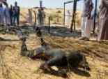 جهاديون: وفد من كبار العلماء المسلمين وقيادات الجهادية لـ«استتابة» مسلحى سيناء