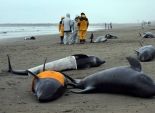 بالصور| خفر السواحل الياباني ينقذ 100 دولفين انجرفوا على الشاطئ