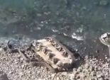 بالفيديو| سقوط دبابة تابعة للحوثيين في البحر إثر هروبها من القصف الجوي