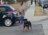 بالفيديو| الشرطة الأمريكية تطلق النار على كلب دافع عن صاحبه