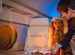 بالصور| لأول مرة.. خدمات مميزة للحيوانات الأليفة على متن الطائرات