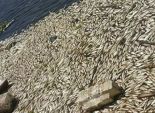 نقيب الصيادين: أزمة نفوق الأسماك متكررة.. وبيعه ميتا لـ