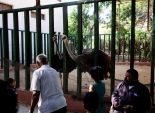 بالصور|زوار حديقة الإسكندرية: الحيوانات اختفت.. والإدارة: 