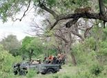 عمليات بحث مكثفة عن أسد هارب في جنوب إفريقيا 