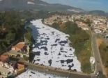 بالصور| رغوة بيضاء سامة تتلاطمها أمواج نهر تيتي تهدد الصحة في البرازيل