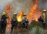 السيطرة على حريق أشجار غابية بجبل الوراهنية في تونس
