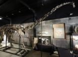 مكتشفة حفريات تحتفل بإطلاق اسمها على ديناصور اكتشفته في 2010