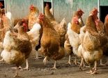 زوجان أمريكيان يؤجران الدجاج للتغلب على ارتفاع أسعار البيض