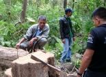 ميانمار تحكم على 153 مواطنا صينيا بالسجن مدى الحياة بتهمة قطع الأشجار