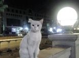 معرض صور عن قطط الشوارع: جزء من معالم مصر