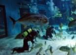 بالصور| معرض لأسماك القرش بحديقة الحيوانات البحرية بلندن 