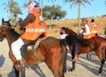  بدء فعاليات مهرجان الخيول العربية بالشرقية 