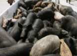  بريطانيا: العثور على الحامض النووي للخنازير في منتجات 