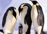  أول فيلم وثائقي بريطاني يكشف أسرار حضانة طائر البطريق لأفراخه