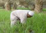  سكرتير عام محافظة المنوفية: تحرير إنذارات فورية لمخالفي زراعة الأرز 