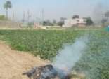  مديرية الزراعة بالمنيا تطلق حملة ضد استخدام مواد حارقة بالقرب من المحاصيل 