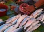  ضبط 150 كيلو أسماك منتهية الصلاحية في الإسماعيلية 