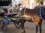 «السياحة» تشترى «العلف» للخيول فى الأقصر وأسوان