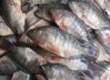 ارتفاع أسعار الأسماك البلدي مع قدوم عيد الفطر بالمنيا 