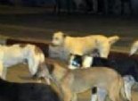 إعدام 15 كلب ضال وضبط 173 مخالفة مرافق بالمنيا
