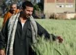  «التموين» تلجأ لـ«الأوقاف» لحث المزارعين على تسليم القمح للدولة